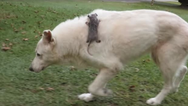 Dog Adopts Abandoned Opposum (Video) Promo Image