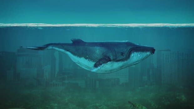 Police Warn Parents About Deadly 'Blue Whale Challenge' Promo Image