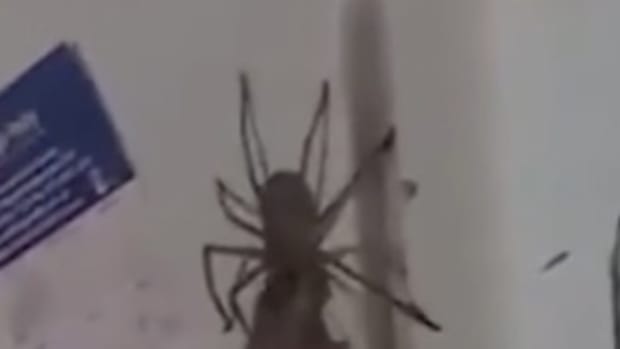 Footage Of Giant Spider Feasting Freaks Out Viewers (Video) Promo Image