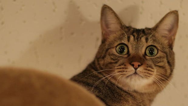 Spurned Lover Uses Cat As Revenge Promo Image