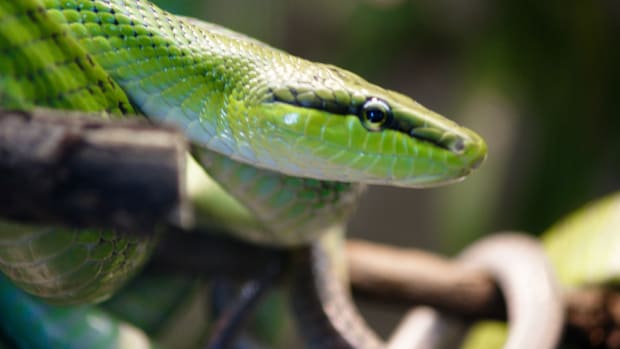 Mom Won't Face Charges For Letting Snake Bite Baby Promo Image