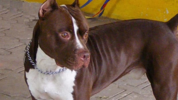 Grandmother Mauled To Death By Pit Bull Promo Image
