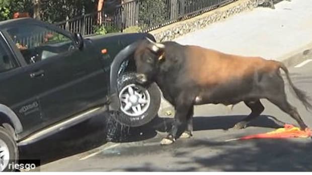 Raging Bull Smashes Into Terrified Family's Car (Video) Promo Image