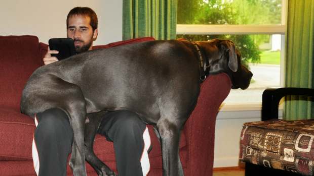 big dog sitting on lap