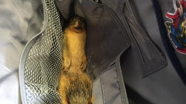 Student Brings Dead Squirrel To Class, Wants To Eat It Promo Image