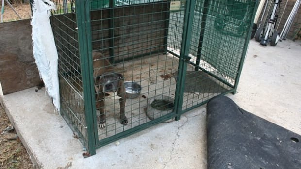 Dog Breeder Convicted After Startling Abuse Discovered (Photos) Promo Image