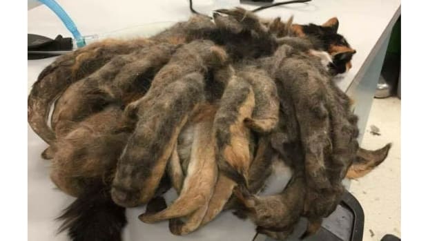 Vets Shocked By Cat With 2 Pounds Of Matted Fur (Photos) Promo Image