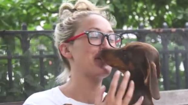 Here's Why You Shouldn't Let Your Dog Lick You (Video) Promo Image