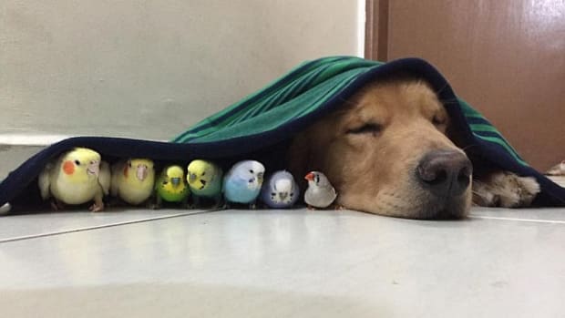 This Dog's Best Friends Are A Hamster And Eight Birds (Photos) Promo Image