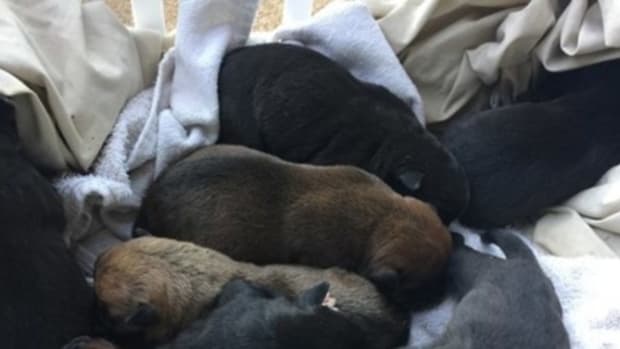 2 Teen Girls Find Puppies Alive And Well In Trash Bag, Then See What Puppies Are Holding Promo Image