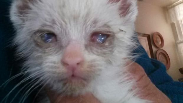 Community Pitches In To Save Sick Kitten (Photos) Promo Image