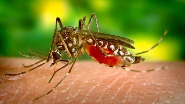 Florida Asks For Emergency Help To Fight Zika Promo Image