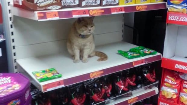 Cat Refuses To Stay Out Of Grocery Store (Photos) Promo Image