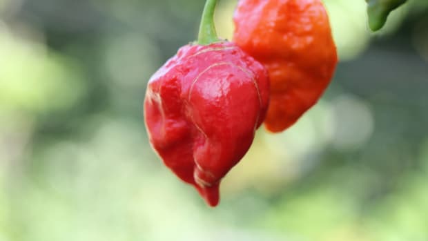 Man Burns Hole In Throat Eating Ghost Peppers Promo Image