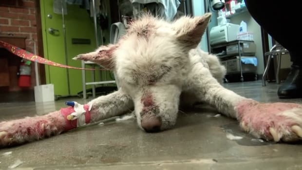 Abandoned Husky Makes An Incredible Comeback (Video) Promo Image