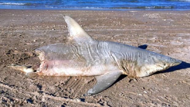 Half-Eaten Shark Washes Ashore In Florida Promo Image