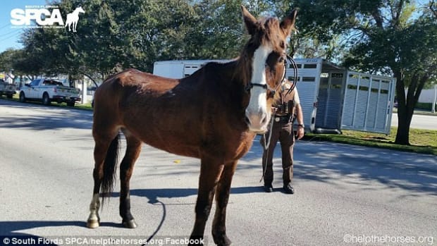 Man Arrested After Riding Horse 700 Miles Promo Image