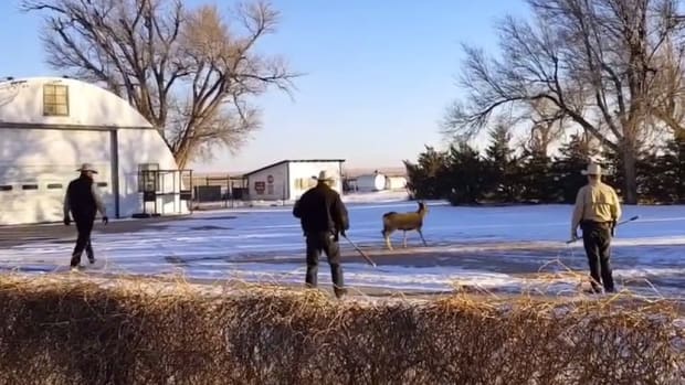Game Wardens Shoot Pet Deer In Front Of Family (Video) Promo Image
