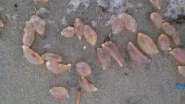 Strange Sea Creatures Found On Huntington Beach (Photos) Promo Image
