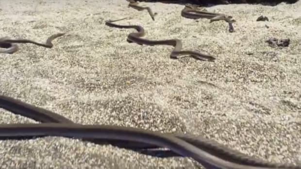 Lizard Bravely Fights Snakes In Wildlife Brawl (Video) Promo Image