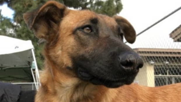 Family Finds Their Dog At Shelter Only To Reject Her (Video) Promo Image
