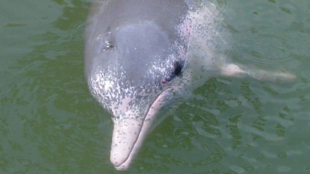 Hunt For Partygoers Who Danced With Dead Dolphin Promo Image