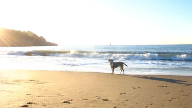 A Dog's Life Is Transformed By A Trip To The Beach (Photos) Promo Image