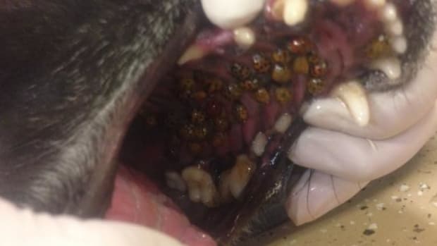 Vet Finds 40 Bugs In Mouth Of Dog That Refuses To Eat  Promo Image