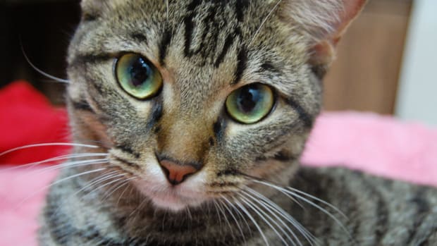 Cat-Killing Disease Spreads In Oklahoma, Owners Warned Promo Image