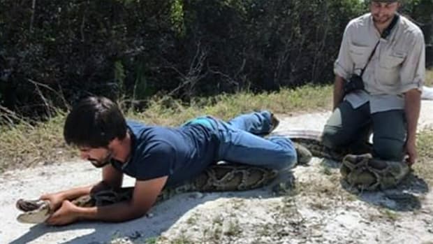 Hunters Catch 15-Foot Python In Florida (Photo) Promo Image