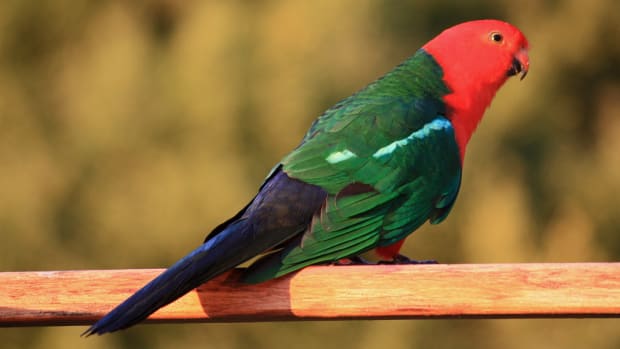 Woman Says Pet Parrot Exposed Her Husband's Affair Promo Image