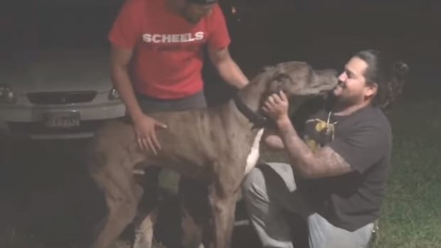 Dog And Owner Reunite After Two Years Apart (Video) Promo Image