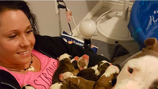 Dog Does Something Hilarious After Having 11 Puppies (Video) Promo Image