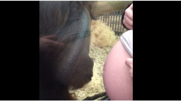 Orangutan Kisses Pregnant Mom's Belly (Video) Promo Image
