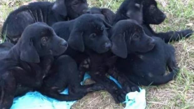 Police Arrest Man For Allegedly Shooting Five Puppies Promo Image