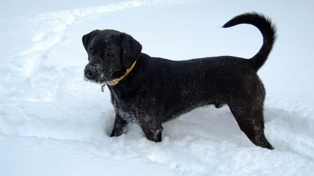 Dad Captures Family Dog Hilariously Romping In Snow (Video) Promo Image