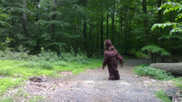 Driver Spots 'Sasquatch' Before Colliding With Deer Promo Image