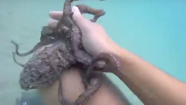 Octopus 'Attacks' Swimmer (Video) Promo Image