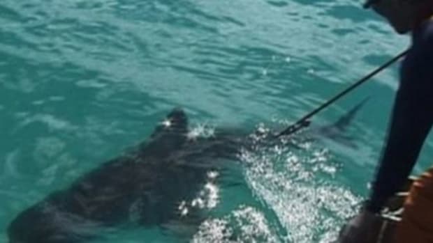 Scientists On The Hunt For 'Super-Predator' That Ate 9-Foot-Long Shark (Video) Promo Image