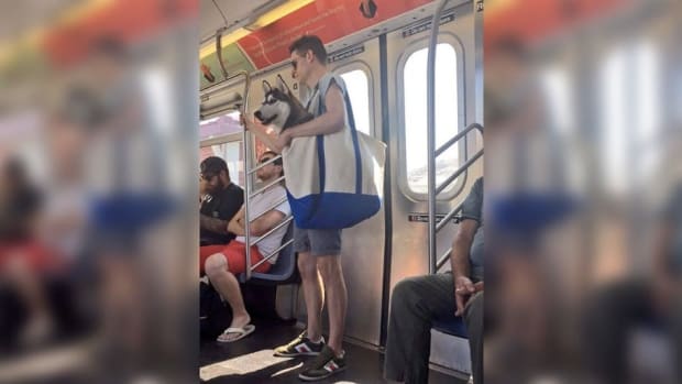 New Yorkers Are Carrying Their Dogs In Totes (Photos)) Promo Image