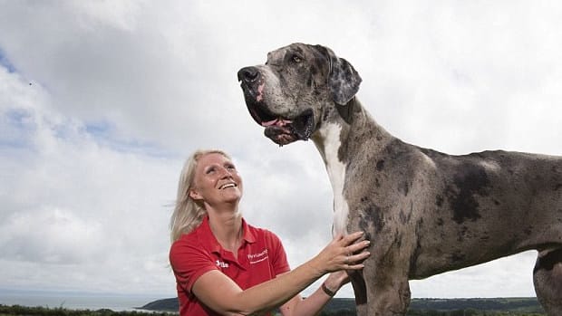 People Are Freaking Out Over This Giant Dog (Photos) Promo Image