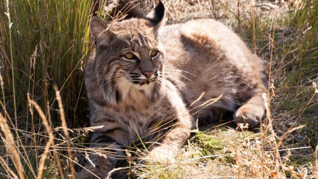 Elderly Woman Fights Off Attacking Bobcat (Photos) Promo Image