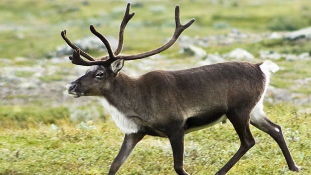 Lightning Strike Kills 300 Reindeer (Photos) Promo Image