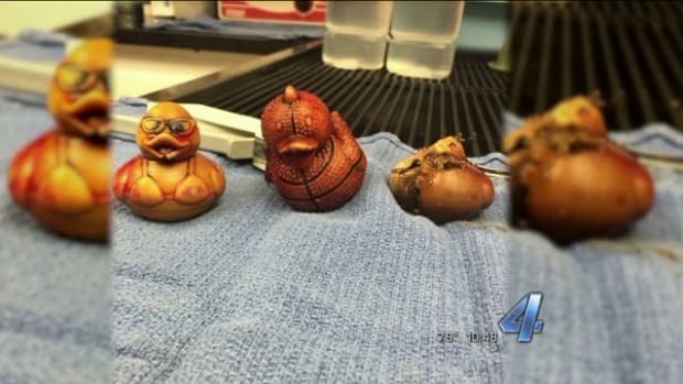 Dog Requires Surgery After Eating Rubber Ducks Promo Image