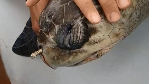 Biologists Remove Straw From Turtle's Nose (Video) Promo Image
