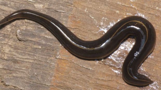 Dangerous Flatworm Found In Florida (Photo) Promo Image