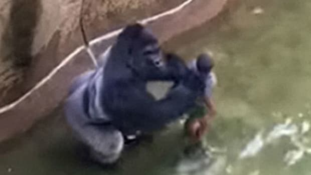 Grandma Of Boy Who Fell In With Harambe Makes Surprising Admission Promo Image