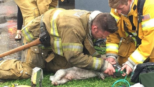 Firefighter Resuscitates Dog With CPR After Rescue (Video) Promo Image