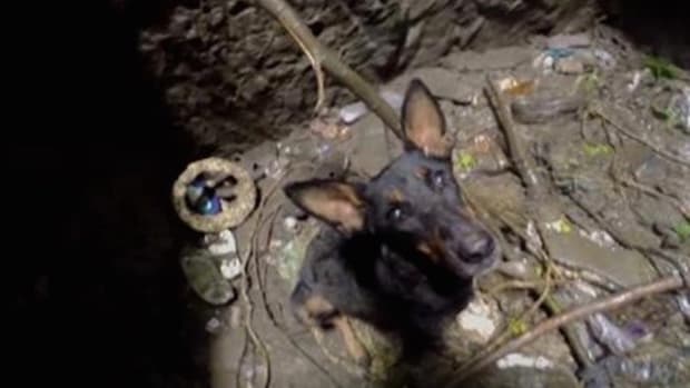 Puppy Stuck In Well Cries When Rescuers Arrive (Video) Promo Image