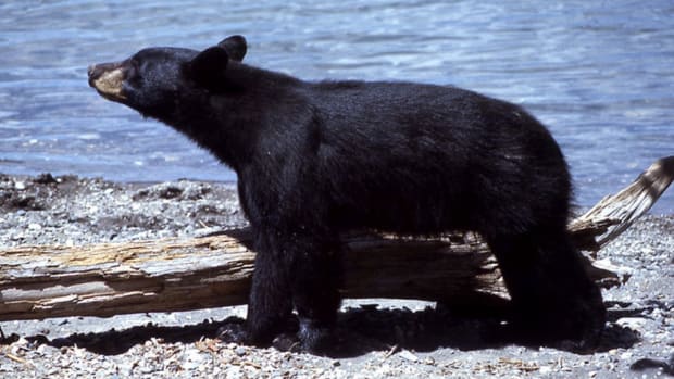 Bow Hunter Attacked By Black Bear (Video) Promo Image